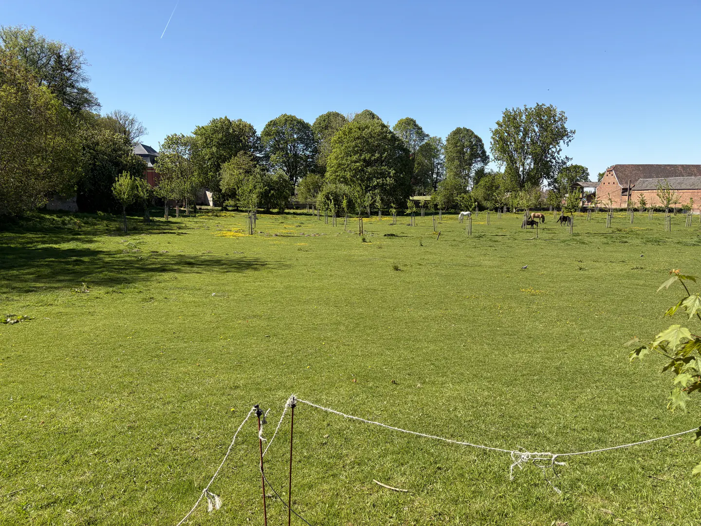 A large green field with horses grazing under a blue sky, surrounded by trees and buildings.