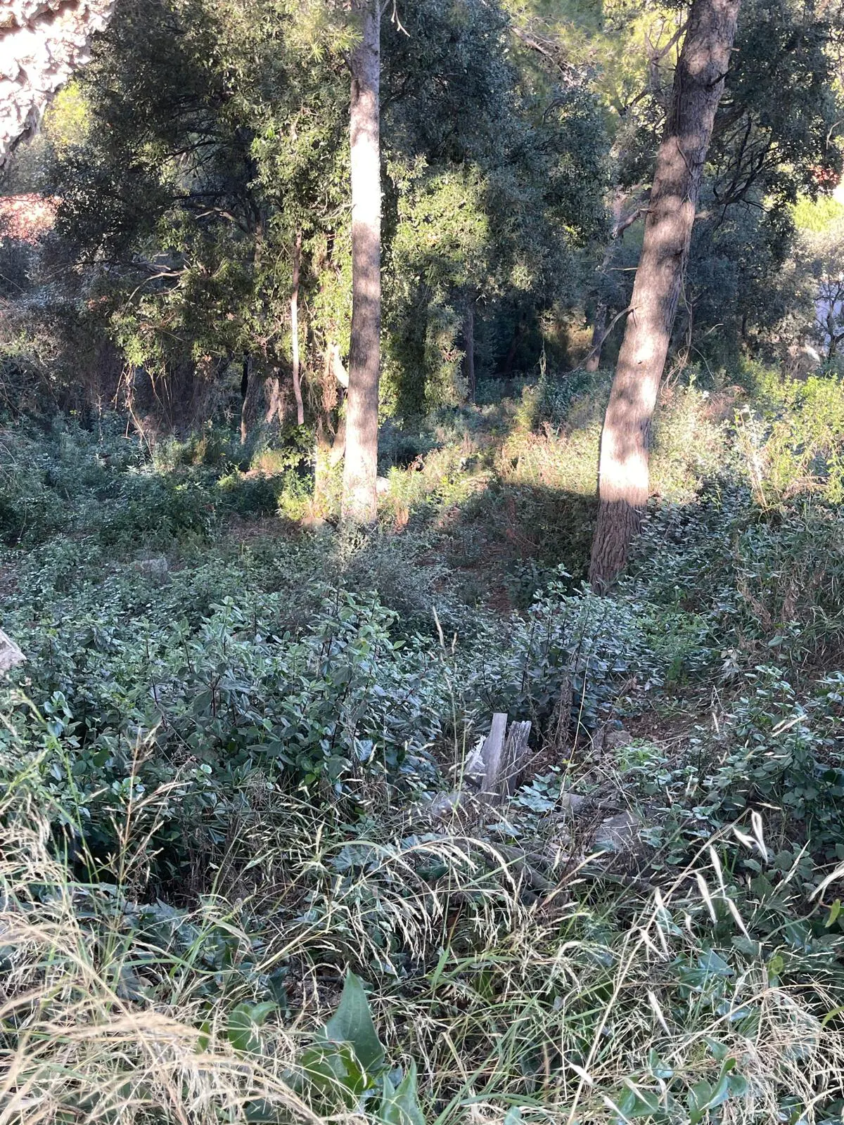 Overgrown lot with tall trees and green foliage. Tall grass in the foreground.
