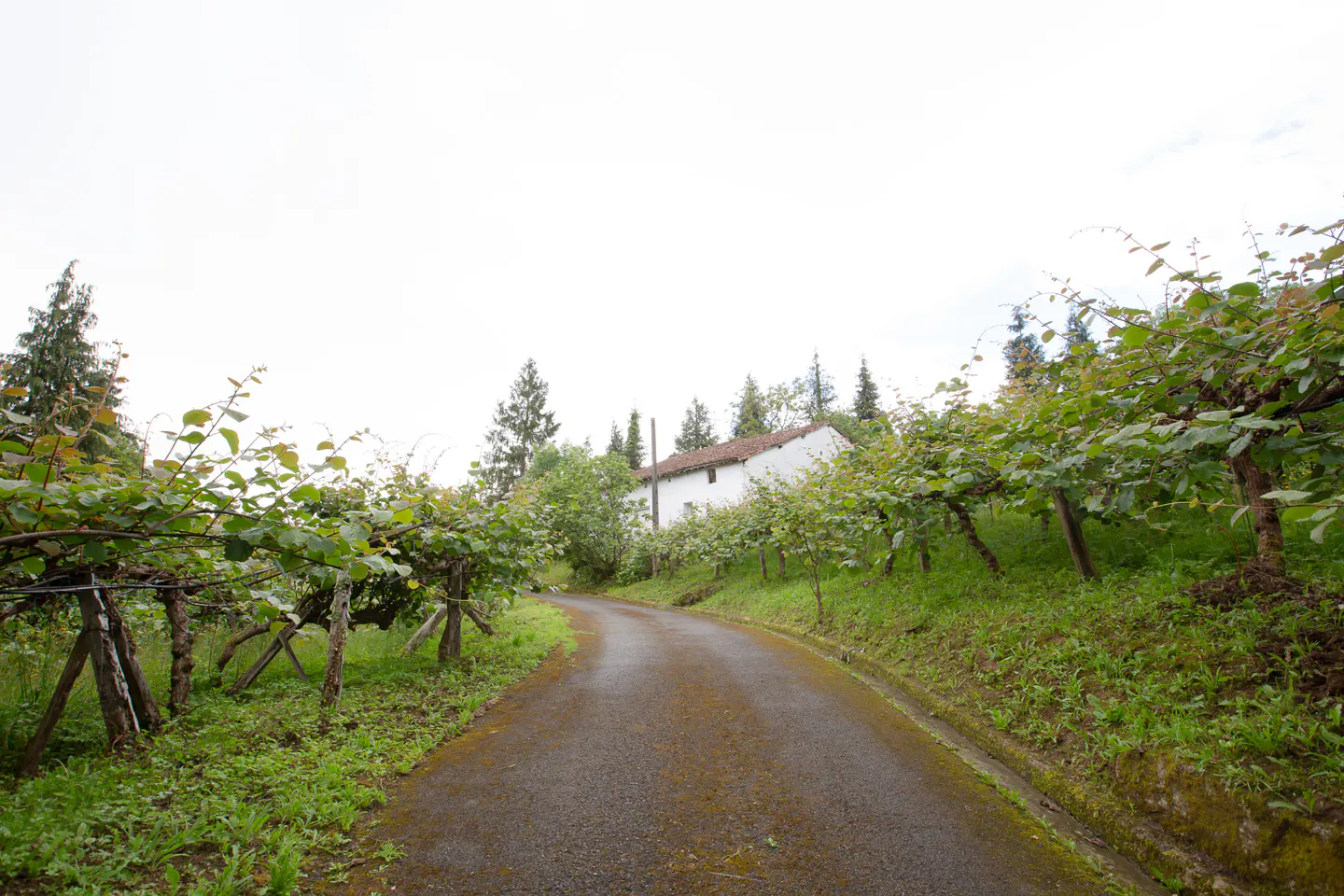 A winding road leads to a white house, framed by rows of green kiwi vines on a cloudy day.
