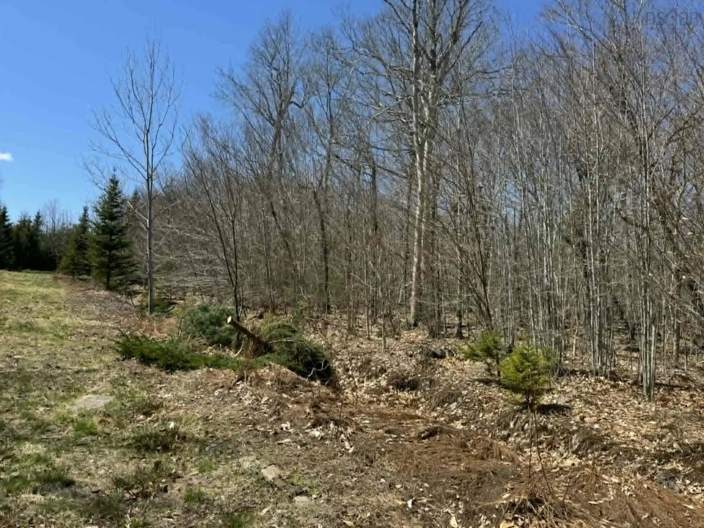A wooded lot with bare trees and some evergreens under a blue sky.