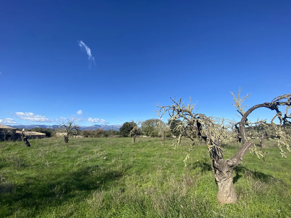 Nice building plot without licence with views in Sineu