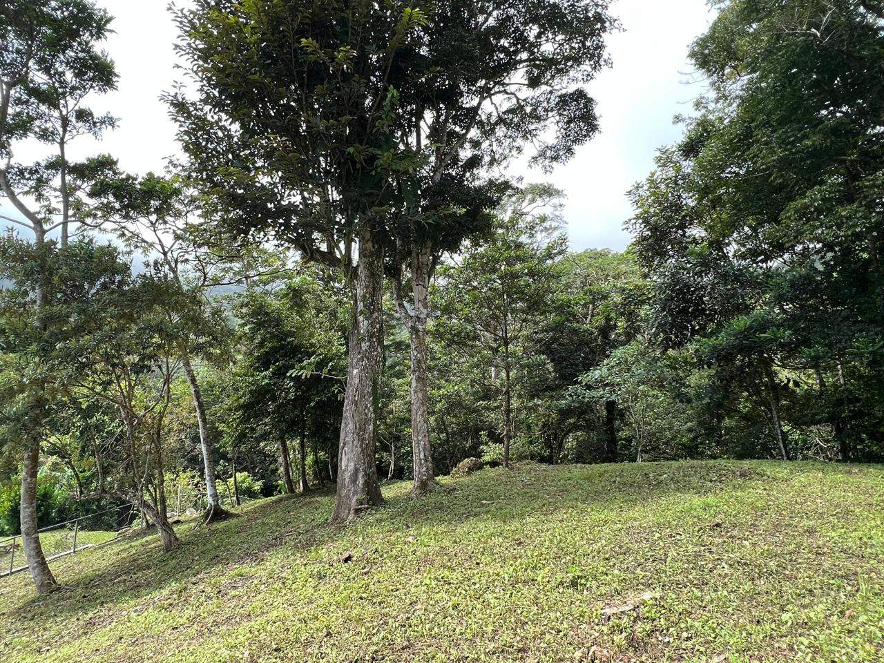 A grassy, sloping lot bordered by a dense forest of tall, mature green trees under a bright, overcast sky.