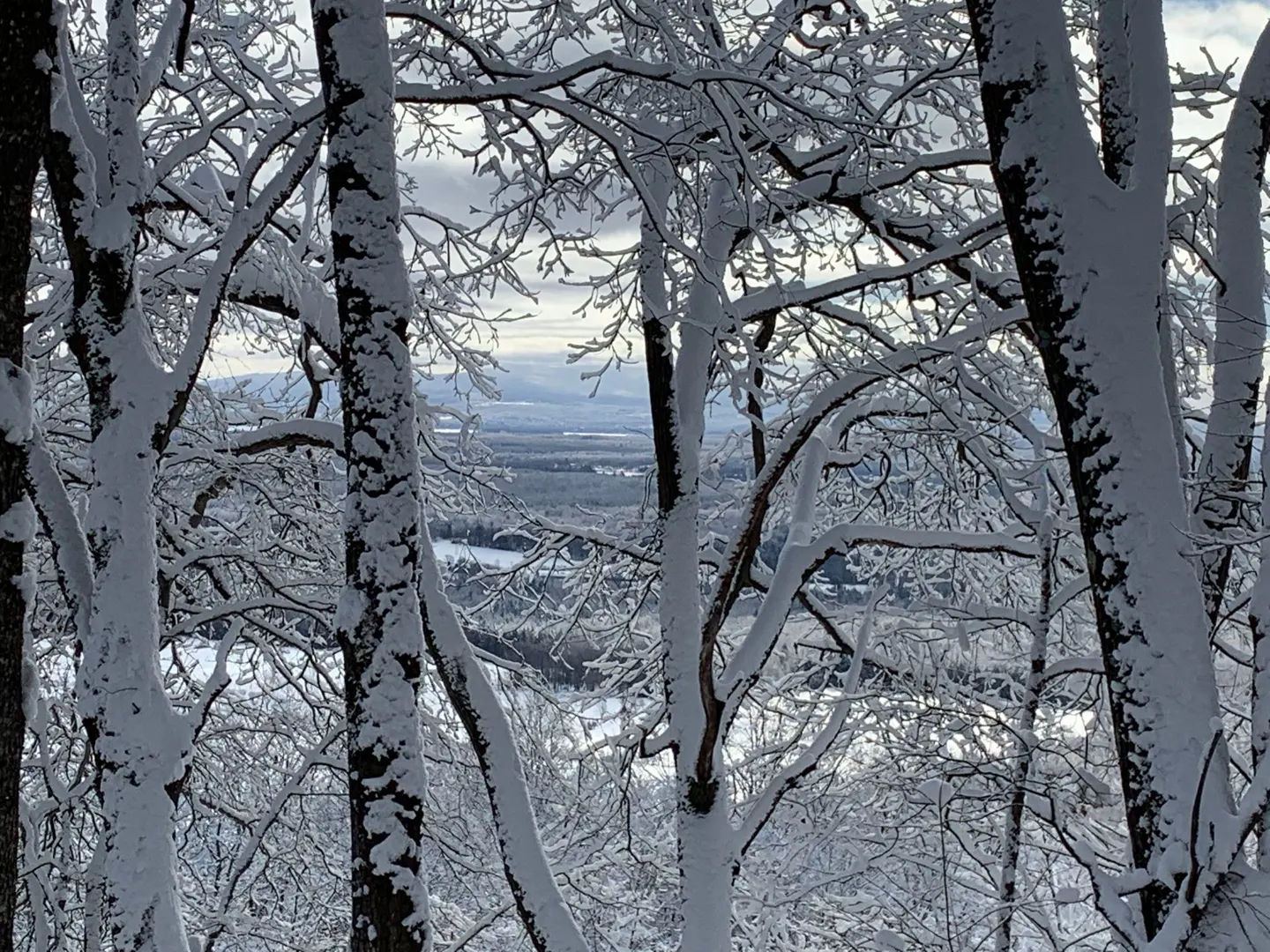Snow-covered trees frame a distant valley view. White snow clings to branches, contrasting with the muted sky.