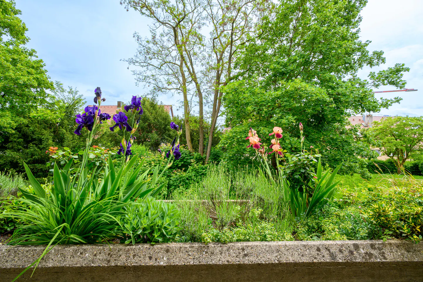 A garden bed with purple and peach irises, green foliage, and a concrete border, set against a backdrop of trees and a cloudy sky.