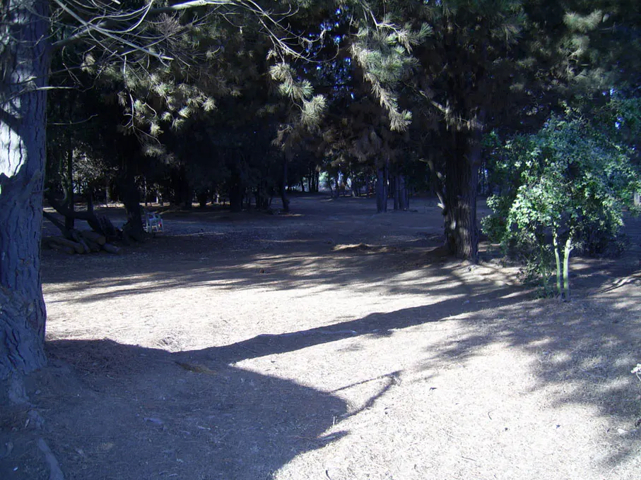 A sun-dappled clearing in a wooded area, with tall trees casting long shadows on the ground.