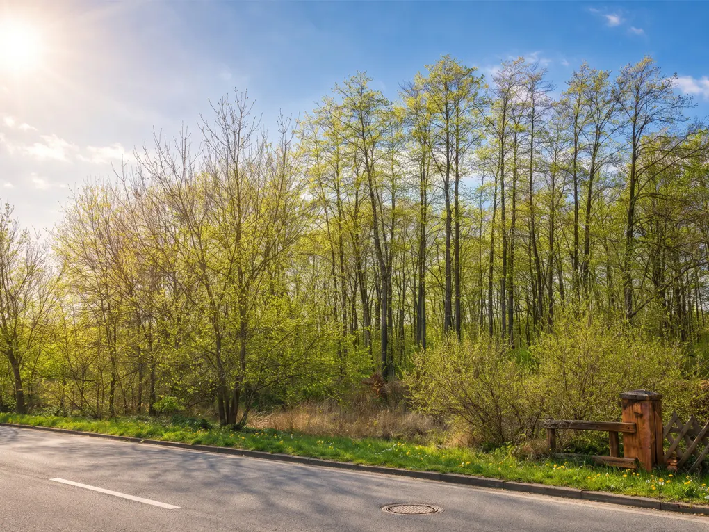 A sunny view of a road bordering a forest with trees showing new spring growth.