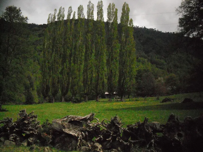 A green field with tall, thin trees in the background and a pile of roots in the foreground.