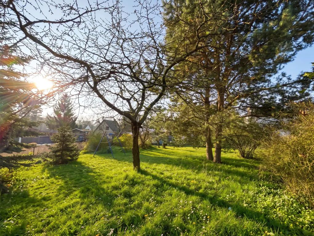 Lush green lawn with trees and sunlight. A house and swing set are visible in the background.