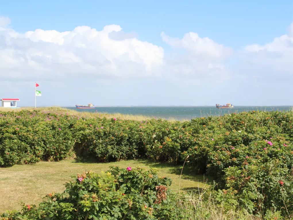 Coastal view with green bushes, pink flowers, and blue sky. Two ships are visible on the water. A small white building with a red roof is on the left.