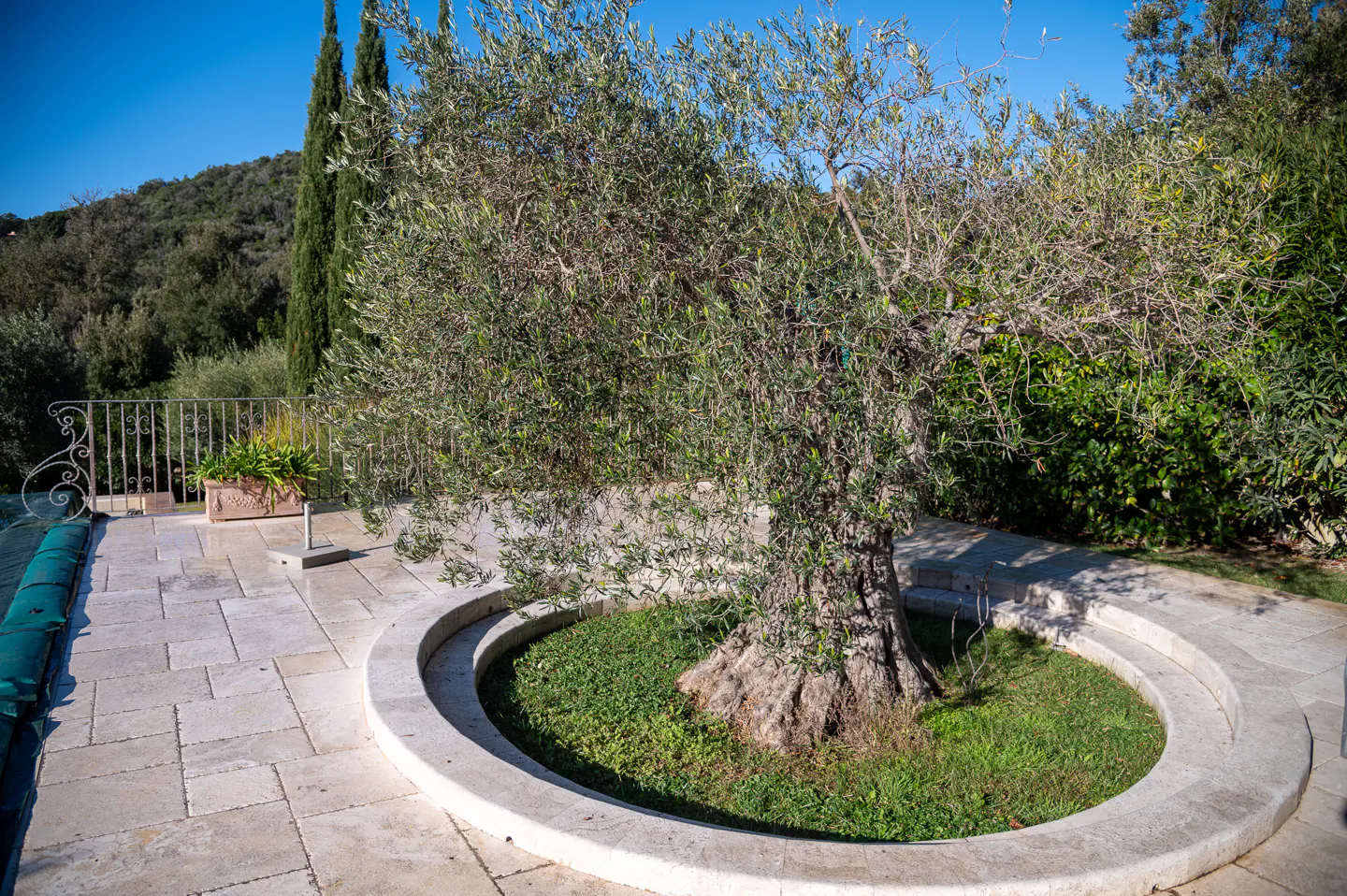 An olive tree grows in a circular stone planter on a stone patio with a green hillside in the background.
