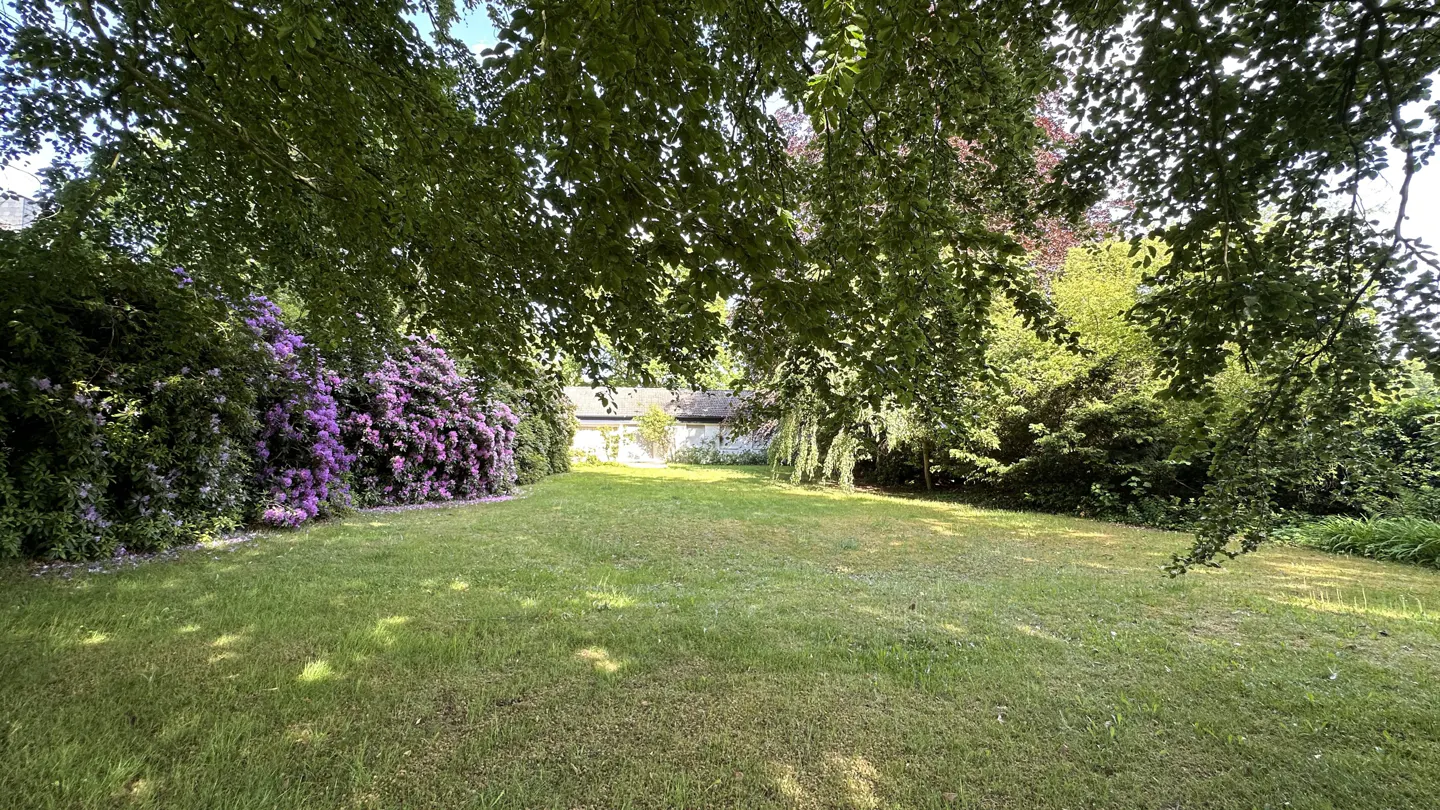 A lush green lawn framed by large trees and vibrant purple rhododendron bushes, with a house visible in the background.