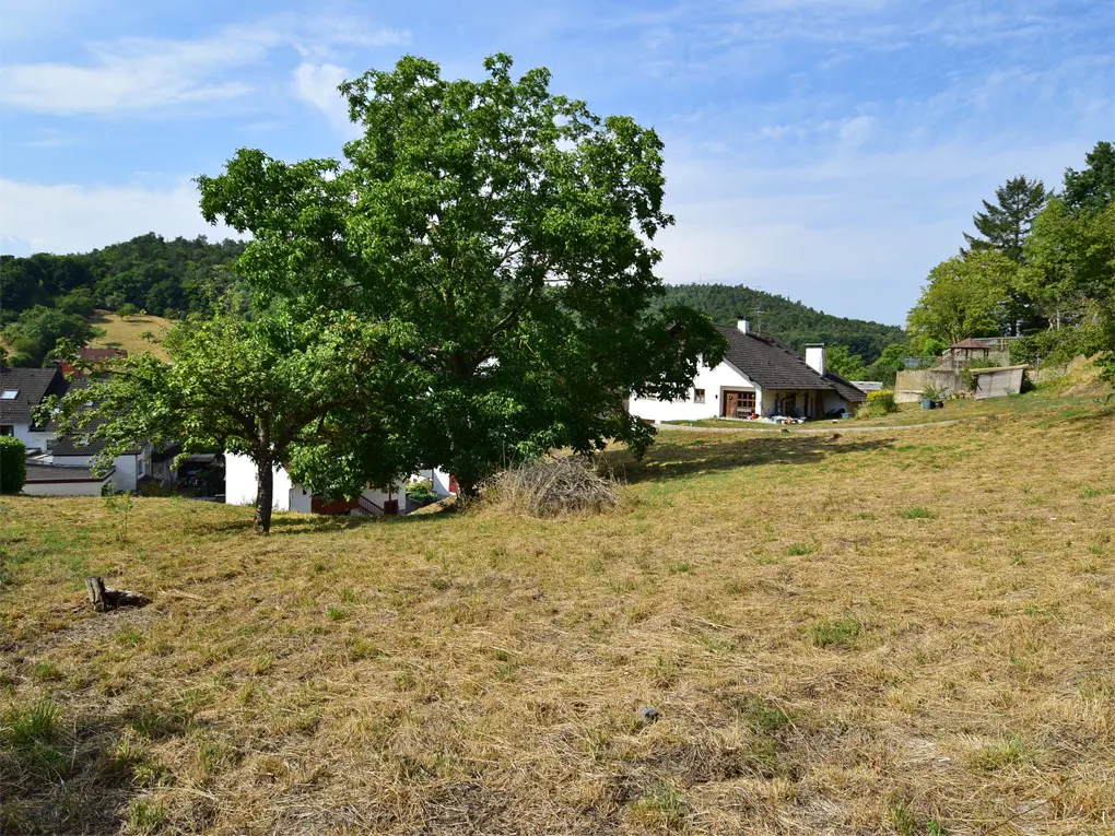 Exterior view of a white house with a dark roof, surrounded by a large green tree and a dry, grassy field.
