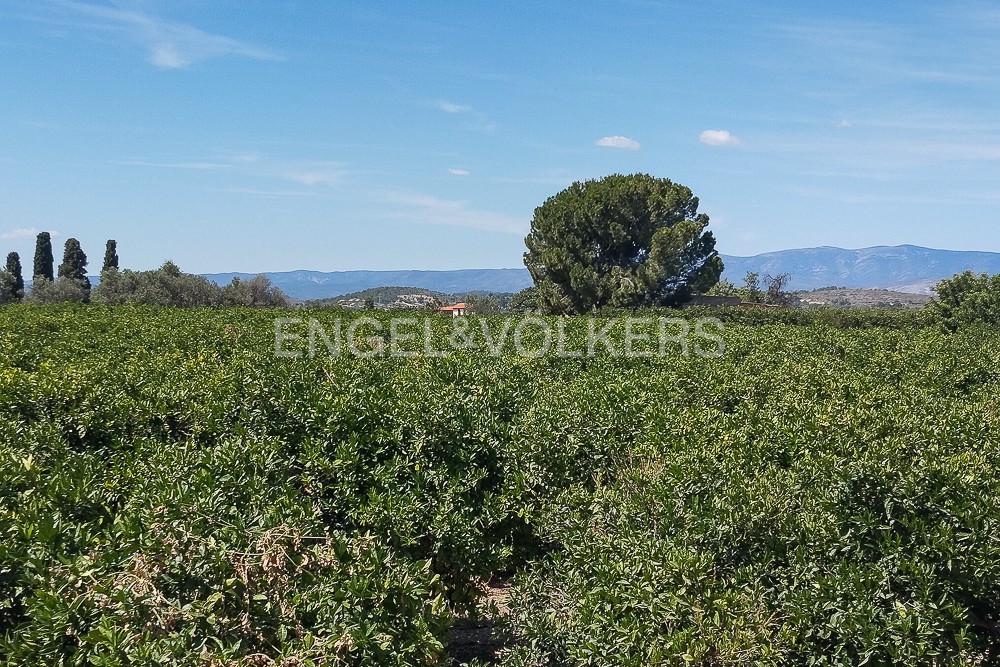 Old country house surrounded by orange groves in production in Liria.