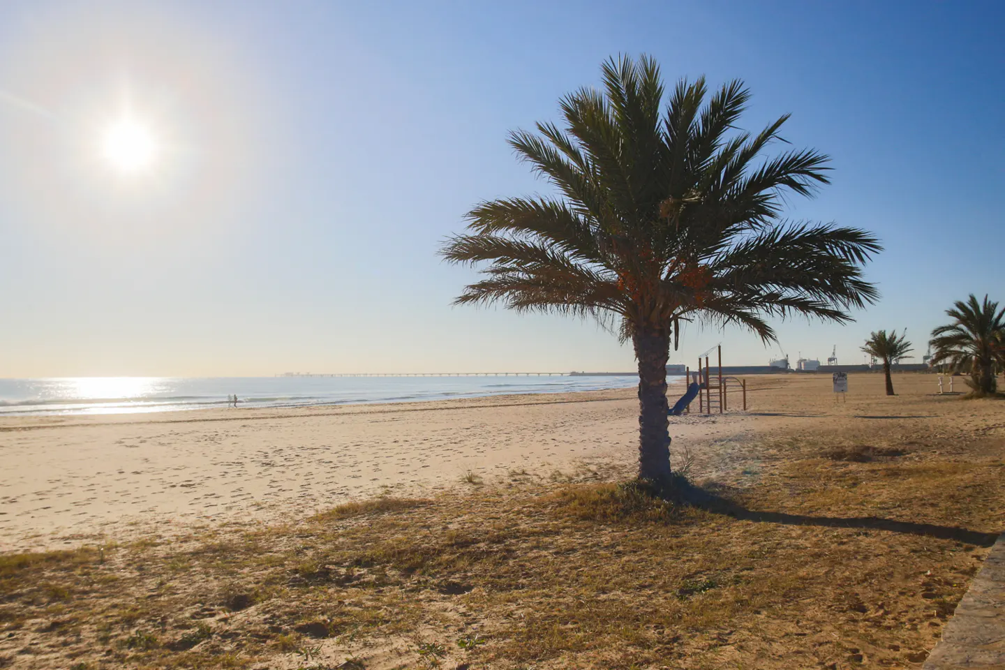 Sunny beach scene with a palm tree in the foreground, sandy beach, blue sky, and ocean in the background.