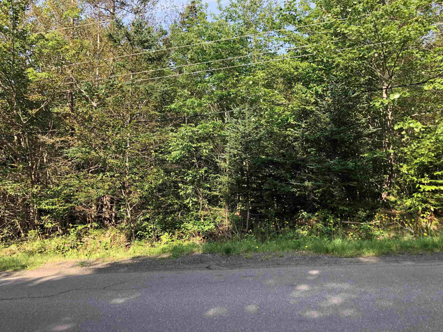 A wooded lot with green trees and a gray asphalt road in the foreground. Power lines are visible above the trees.