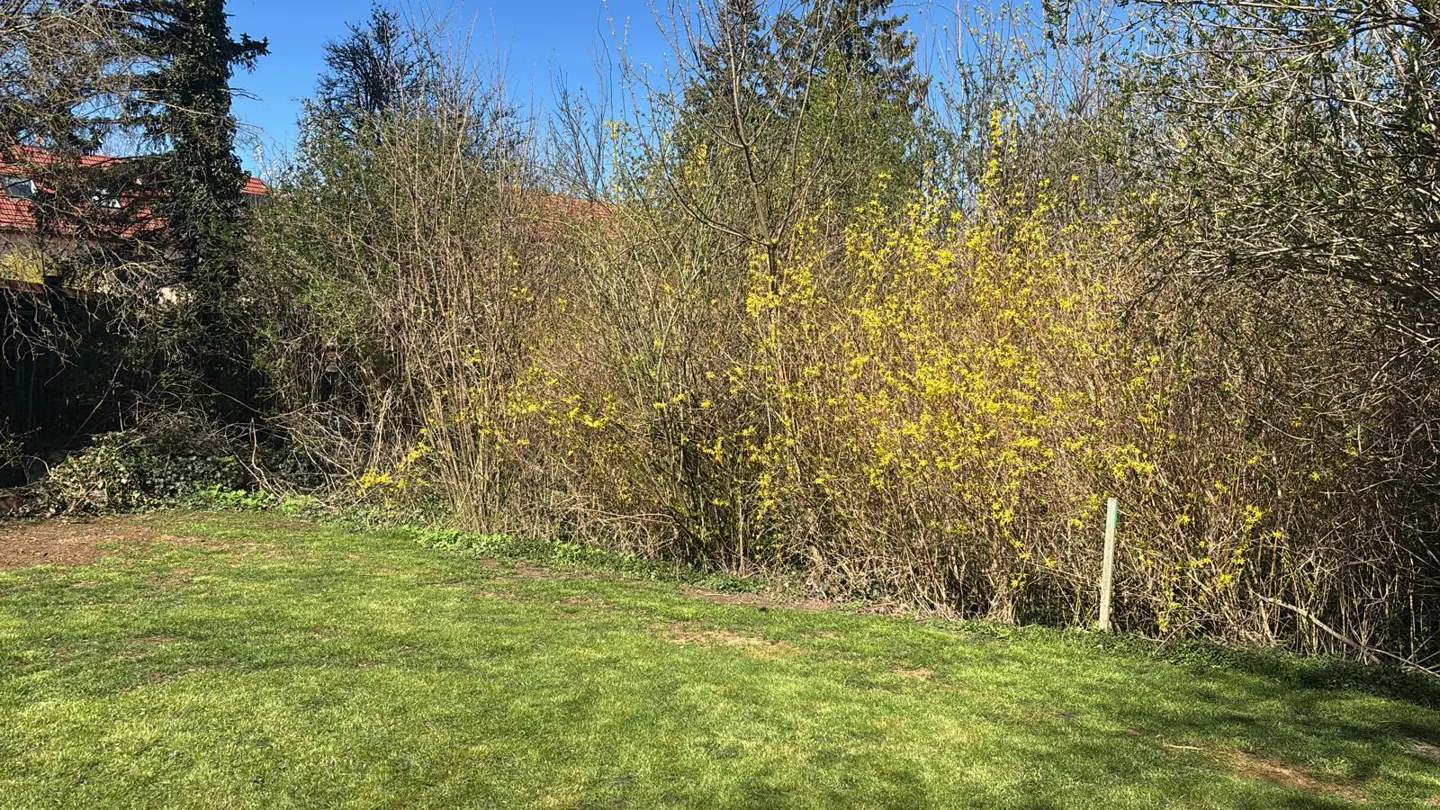 Lawn with green grass and a hedge of yellow flowering forsythia bushes in the background.