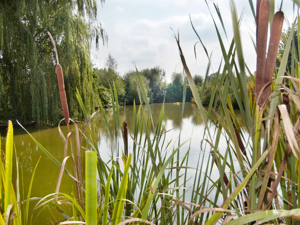 A calm pond surrounded by lush green trees and tall cattails in the foreground under a bright, cloudy sky.