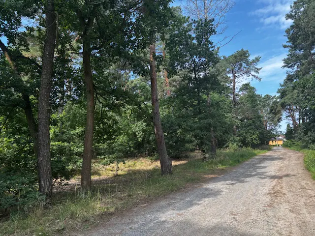 Gravel path through a green forest under a blue sky. Tall trees line the path, leading to a distant yellow building.