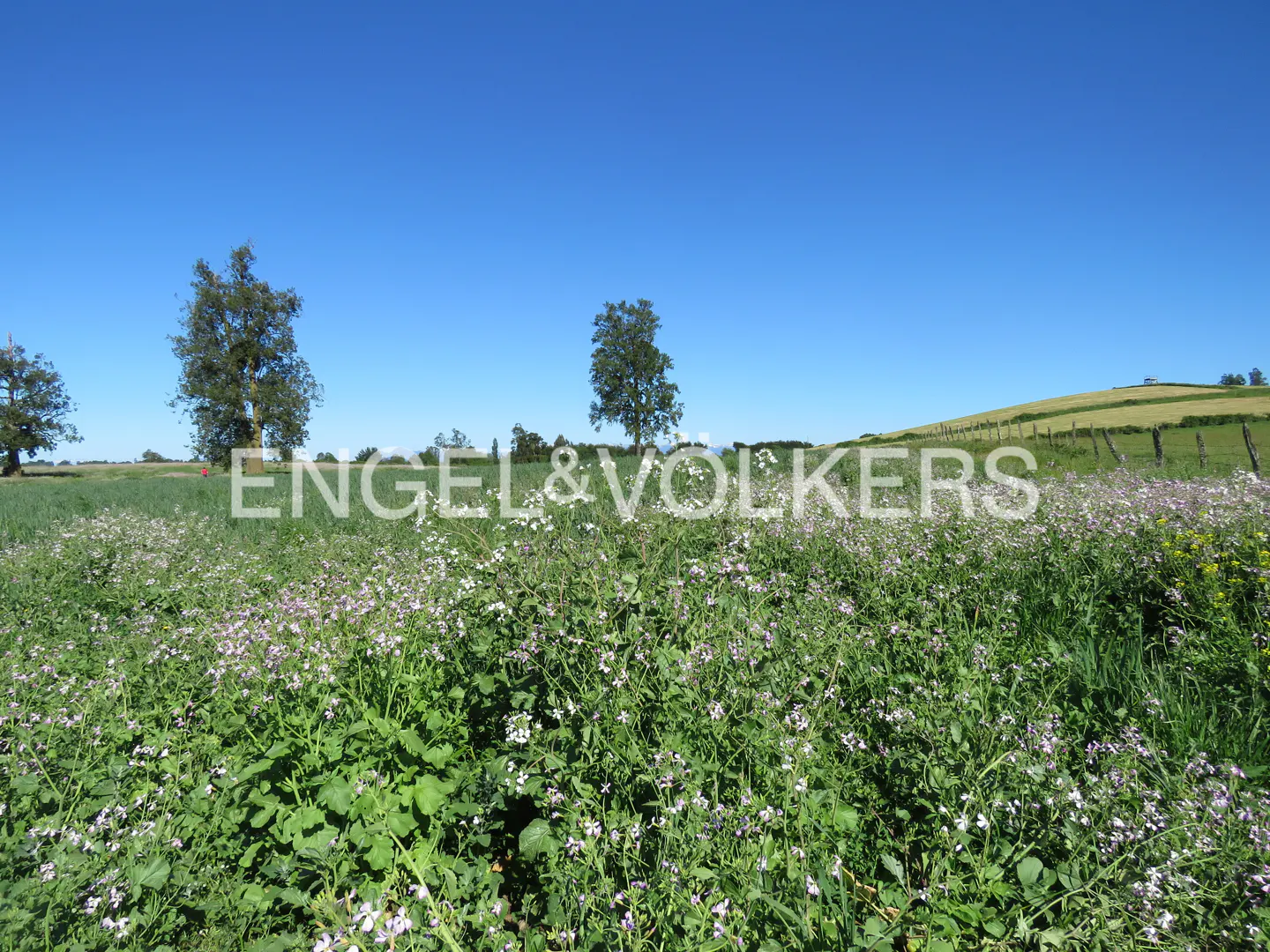 A field of green plants with small white flowers under a clear blue sky. Trees are in the background.