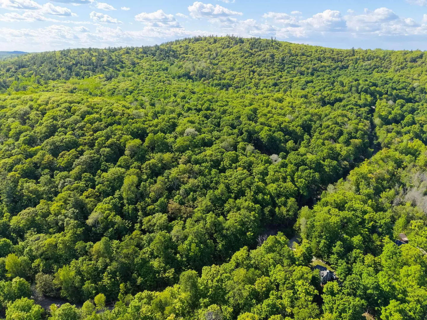 Aerial view of a lush, green forest covering rolling hills under a bright blue sky with scattered white clouds.