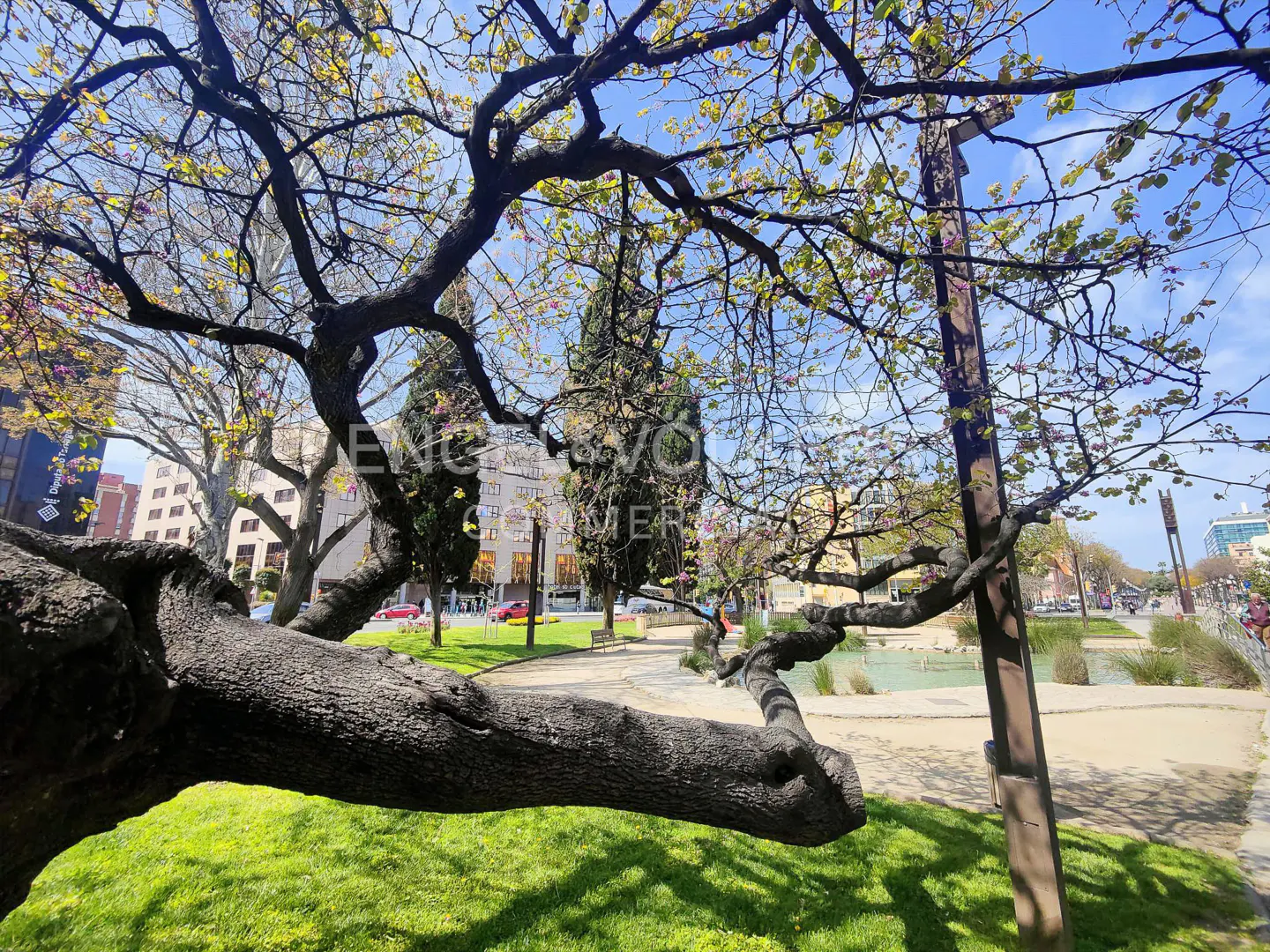 A park scene with a large tree branch in the foreground, green grass, and buildings in the background.