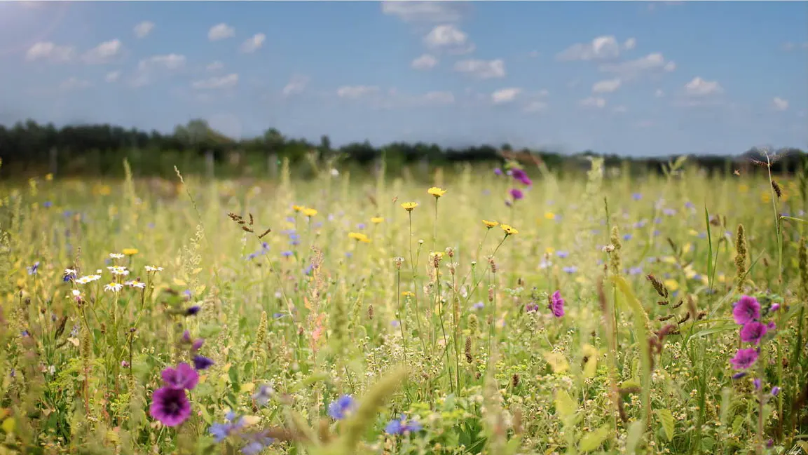 A field of wildflowers in bloom, with tall grasses, yellow, purple, and white flowers under a blue sky with scattered clouds.