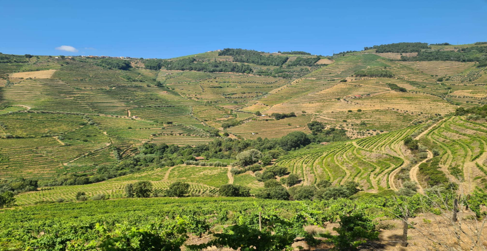 Prestigious Douro UNESCO Estate with 50 Hectares and High Wine-Growing Potential