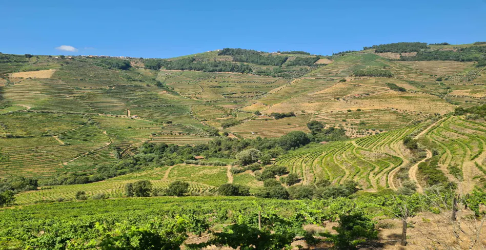 Lush green vineyard terraces cover rolling hills under a clear blue sky. Trees dot the landscape, creating a scenic view.