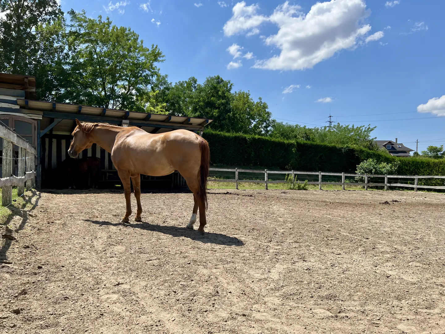 Tan horse stands in a sandy paddock next to a wooden shelter on a sunny day with a blue sky and green trees.