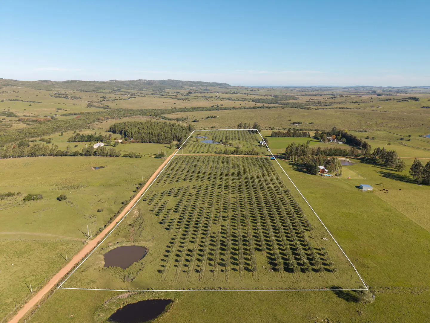 Aerial view of a large, green olive grove outlined in white, set in a rural landscape with rolling hills and a clear blue sky.