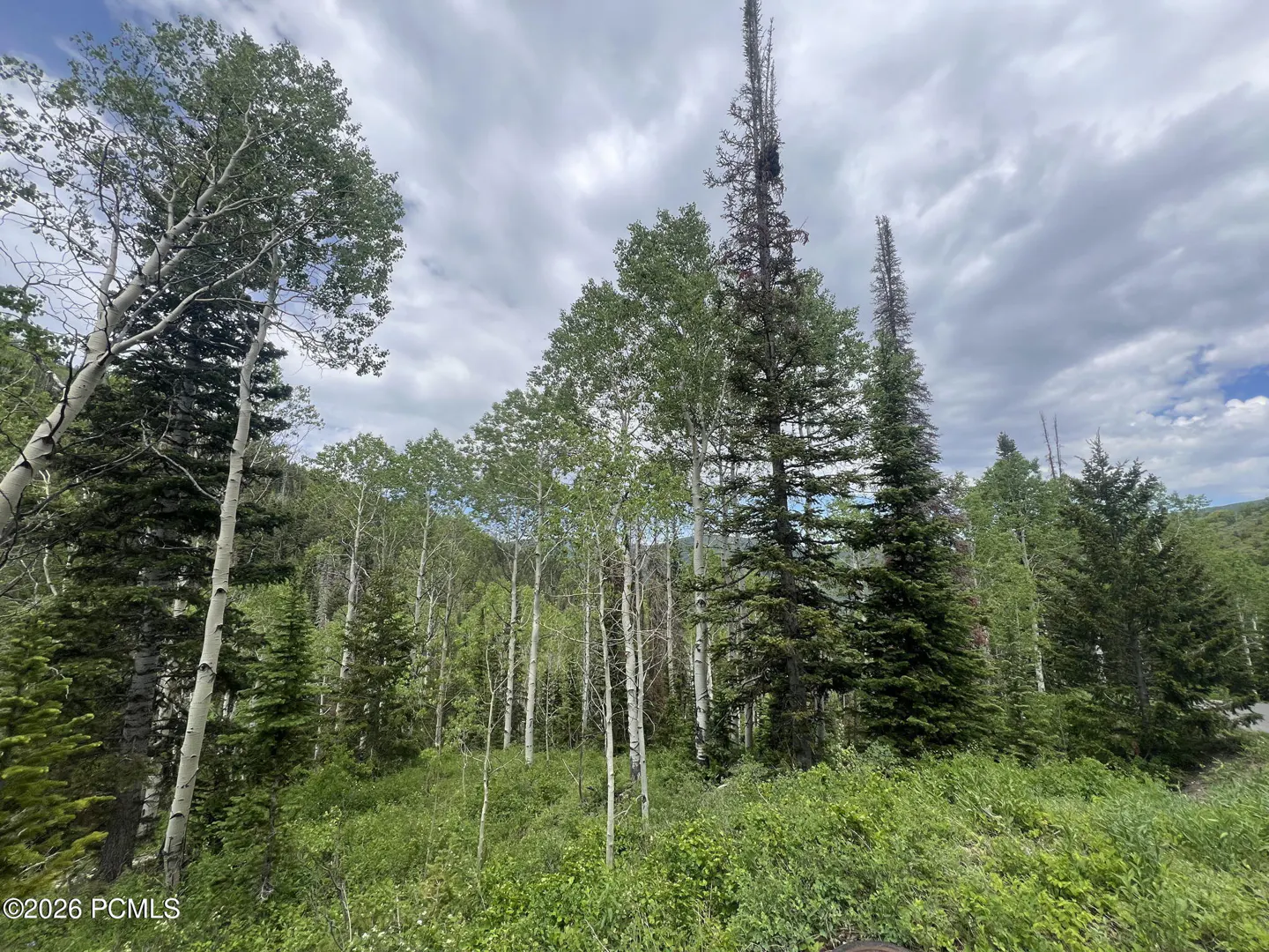 Lush green forest with tall aspen and pine trees under a cloudy sky.