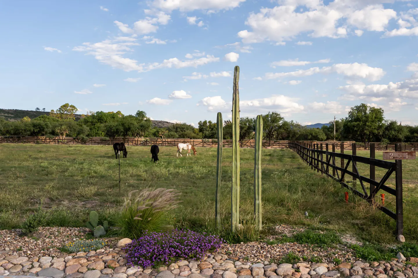 Pastoral scene with three horses grazing in a fenced green pasture under a blue sky with cacti and purple flowers in the foreground.