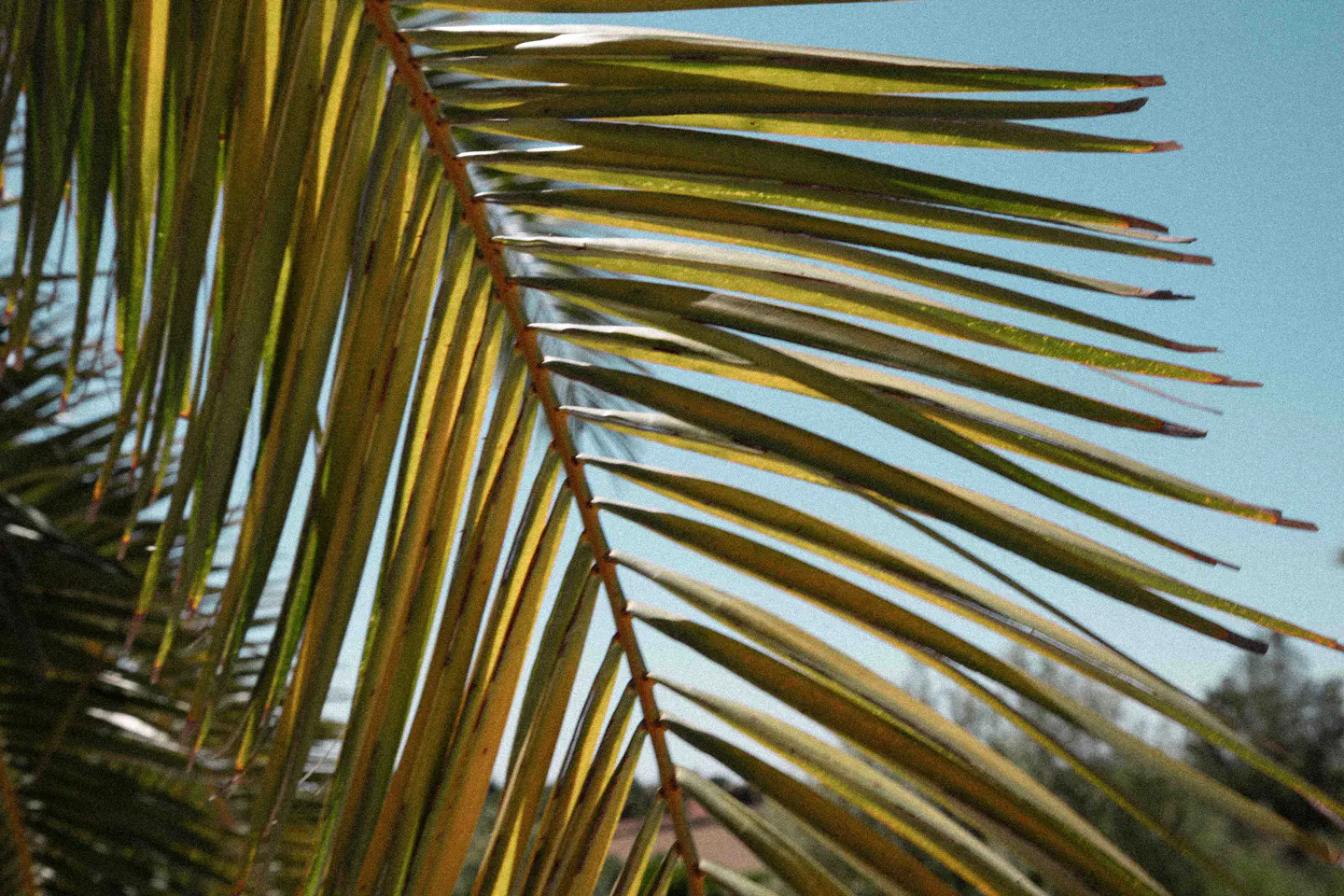 Close-up of a palm frond with long, green and yellow leaves against a light blue sky.