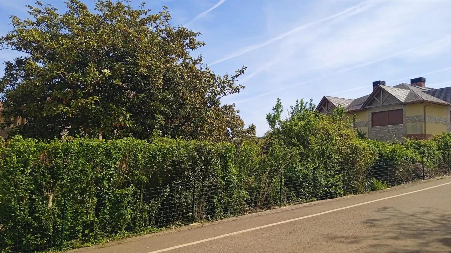 A street view of a house with a stone facade, green bushes, and a large tree under a blue sky.