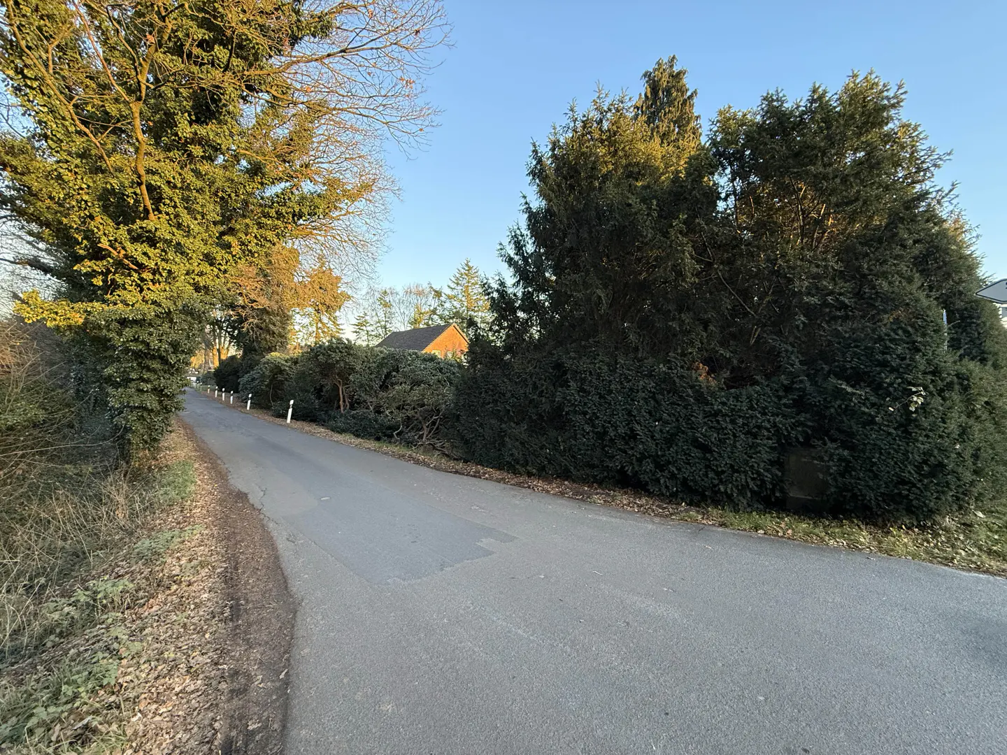 A gray asphalt road lined with green trees and bushes under a blue sky.