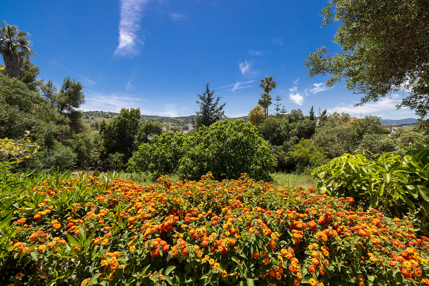 Lush garden view with orange lantana flowers in the foreground, green trees, and a bright blue sky.