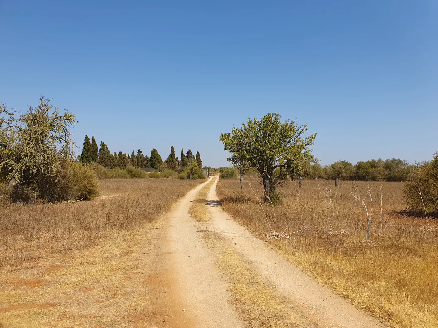 A dirt path leads through a dry, golden field under a clear blue sky, flanked by scattered trees and distant shrubs.