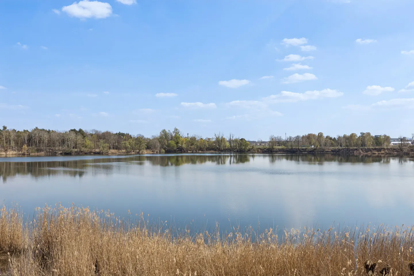 Calm lake view with brown reeds in the foreground, reflecting trees under a blue sky with scattered clouds.