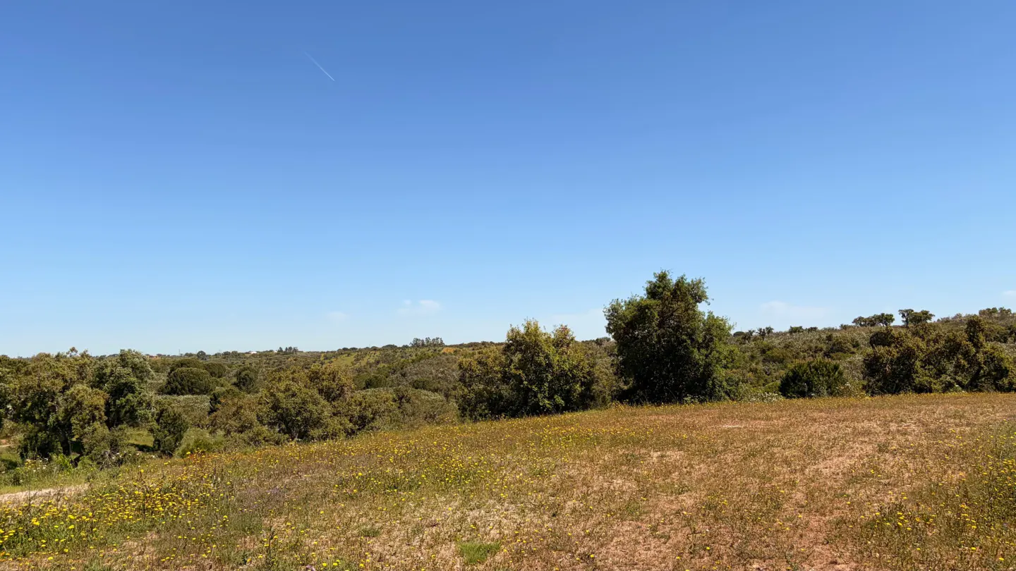 A sunny, open field with yellow wildflowers in the foreground, leading to rolling hills covered in green trees and shrubs.