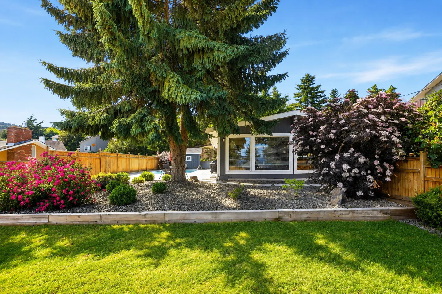 Backyard with green lawn, gravel garden, large evergreen tree, flowering bushes, and a modern home with a pool.