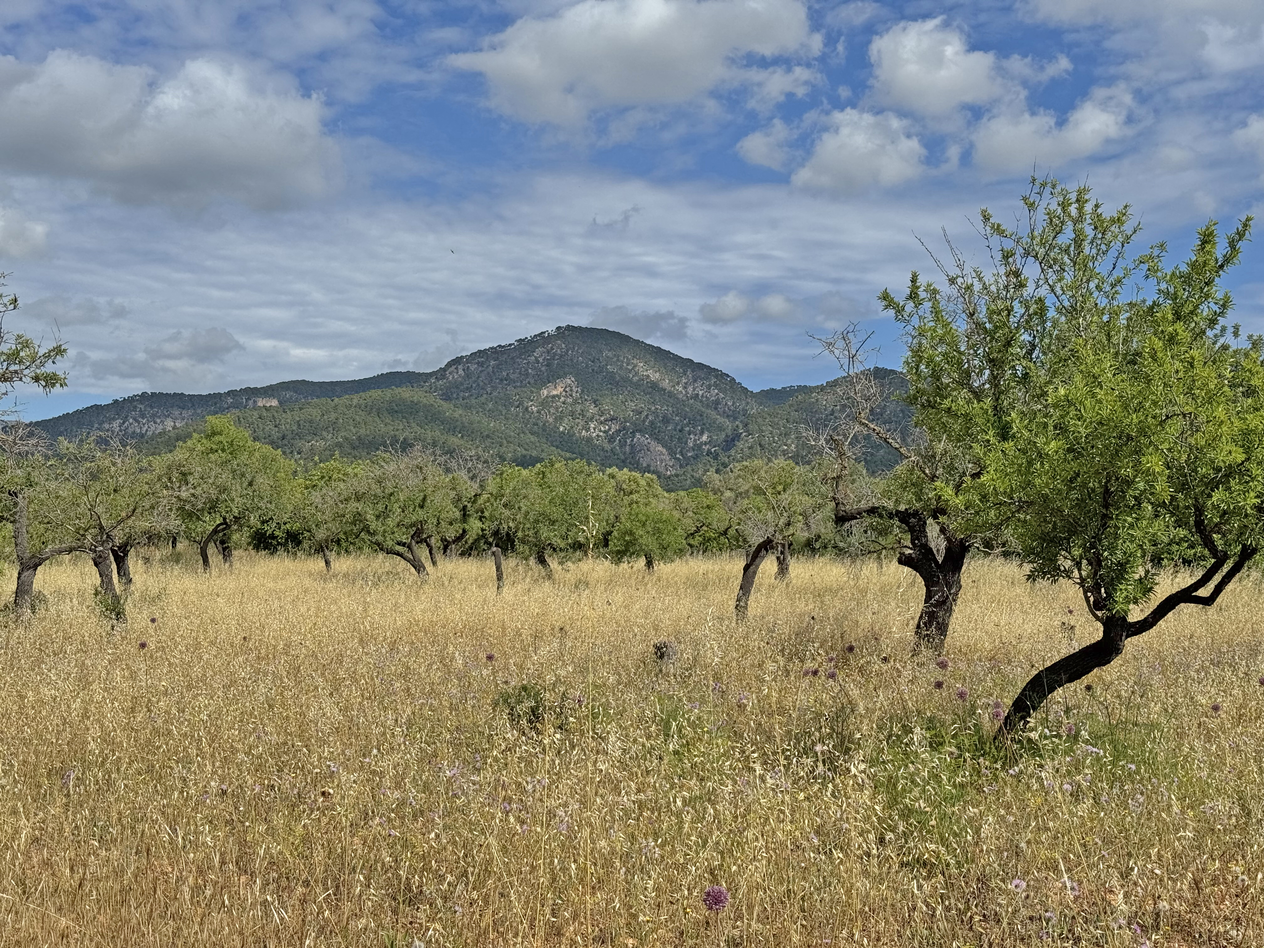 A field of golden grass with scattered green trees under a blue sky with white clouds and distant mountains.