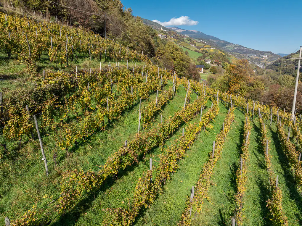A hillside vineyard with rows of grapevines in autumn colors, green grass, and a blue sky.