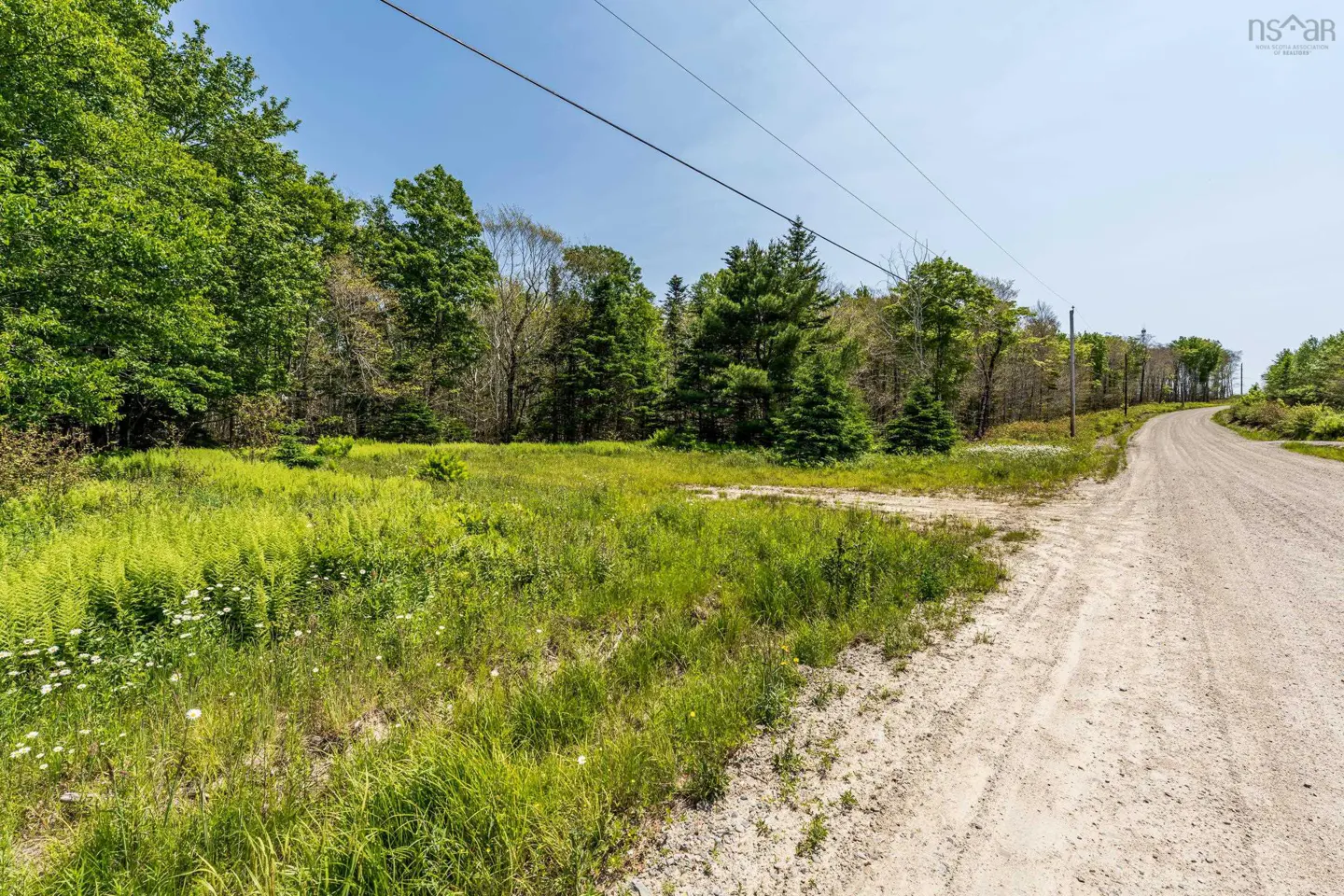A grassy lot next to a dirt road, surrounded by green trees under a blue sky.