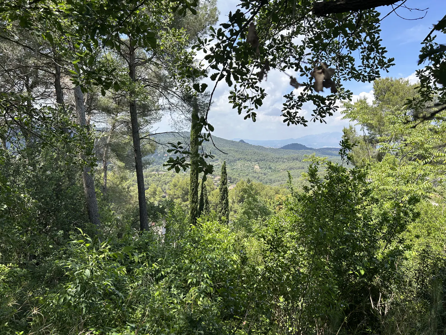 View of green hills and mountains through trees and foliage on a sunny day.