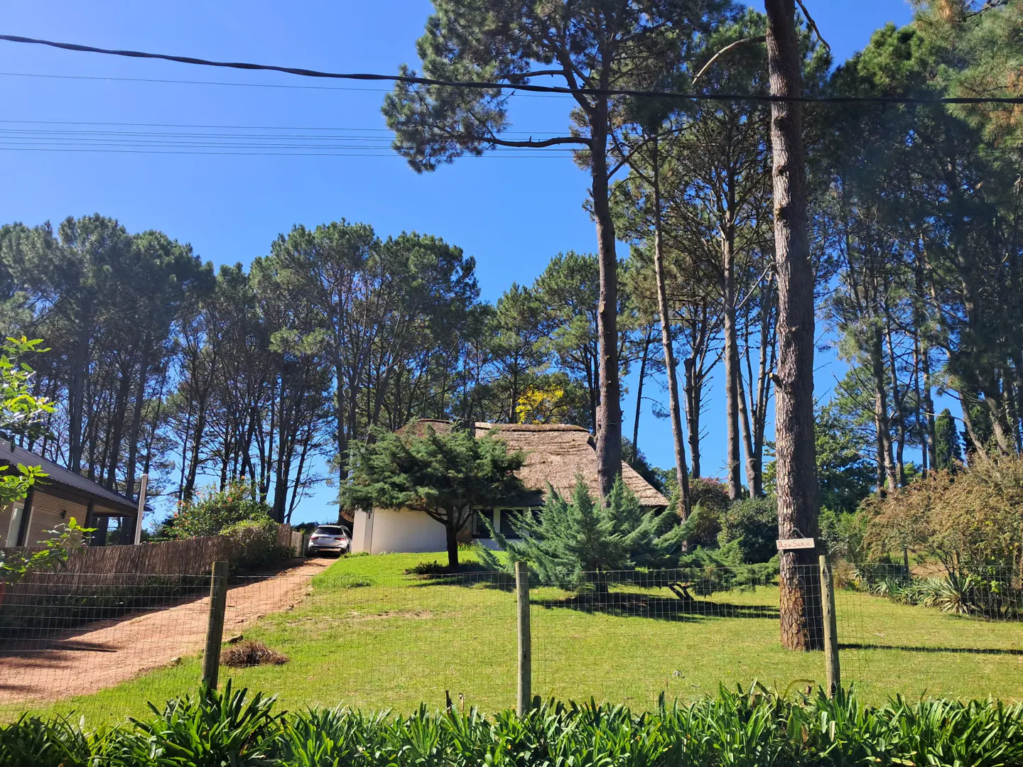 Exterior view of a white house with a thatched roof, surrounded by tall pine trees and green lawn on a sunny day.
