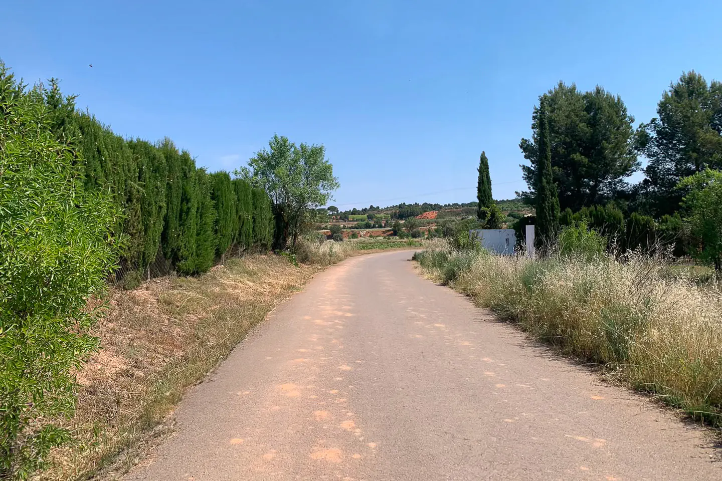 A paved country road winds through a sunny landscape lined with tall green cypress trees and wild grasses under a blue sky.