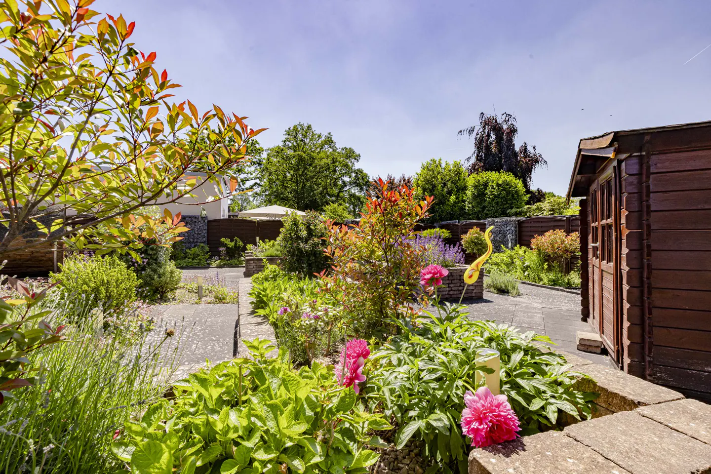 A sunny garden with pink peonies, lush green plants, a wooden shed, and stone pathways under a clear blue sky.