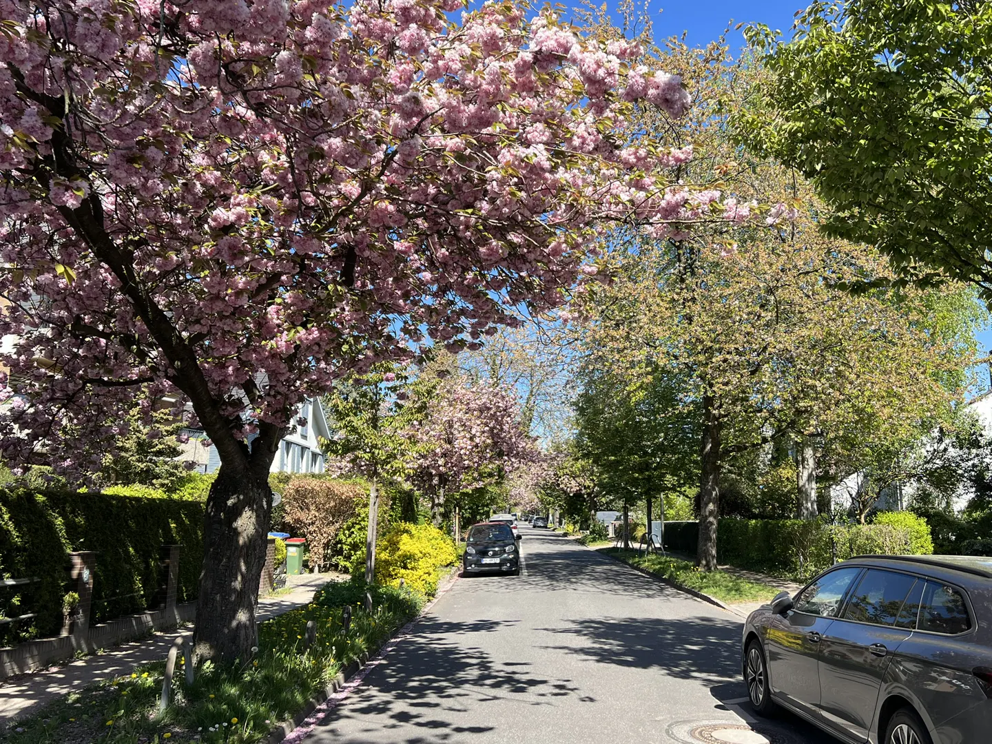 A street lined with blooming cherry trees, cars parked on the side, and blue sky above.