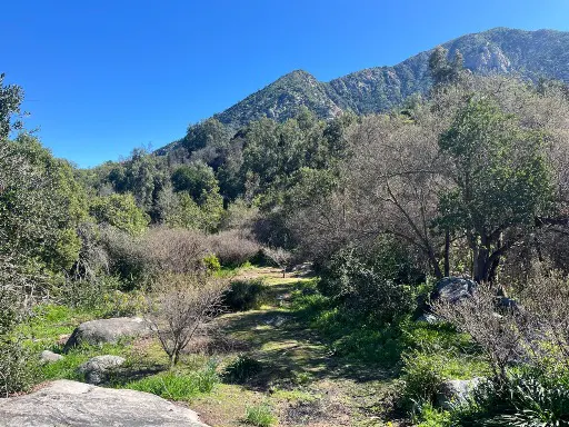 Scenic view of a mountain with trees and a clear blue sky. A grassy path leads through the trees.