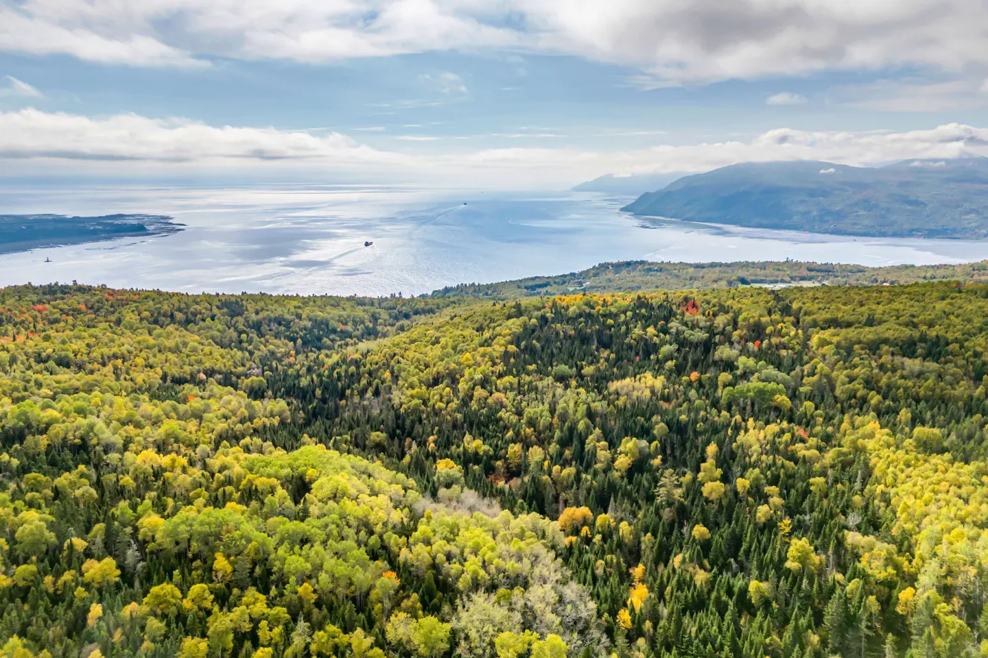 Aerial view of a lush green forest with a large body of water in the background under a cloudy sky.